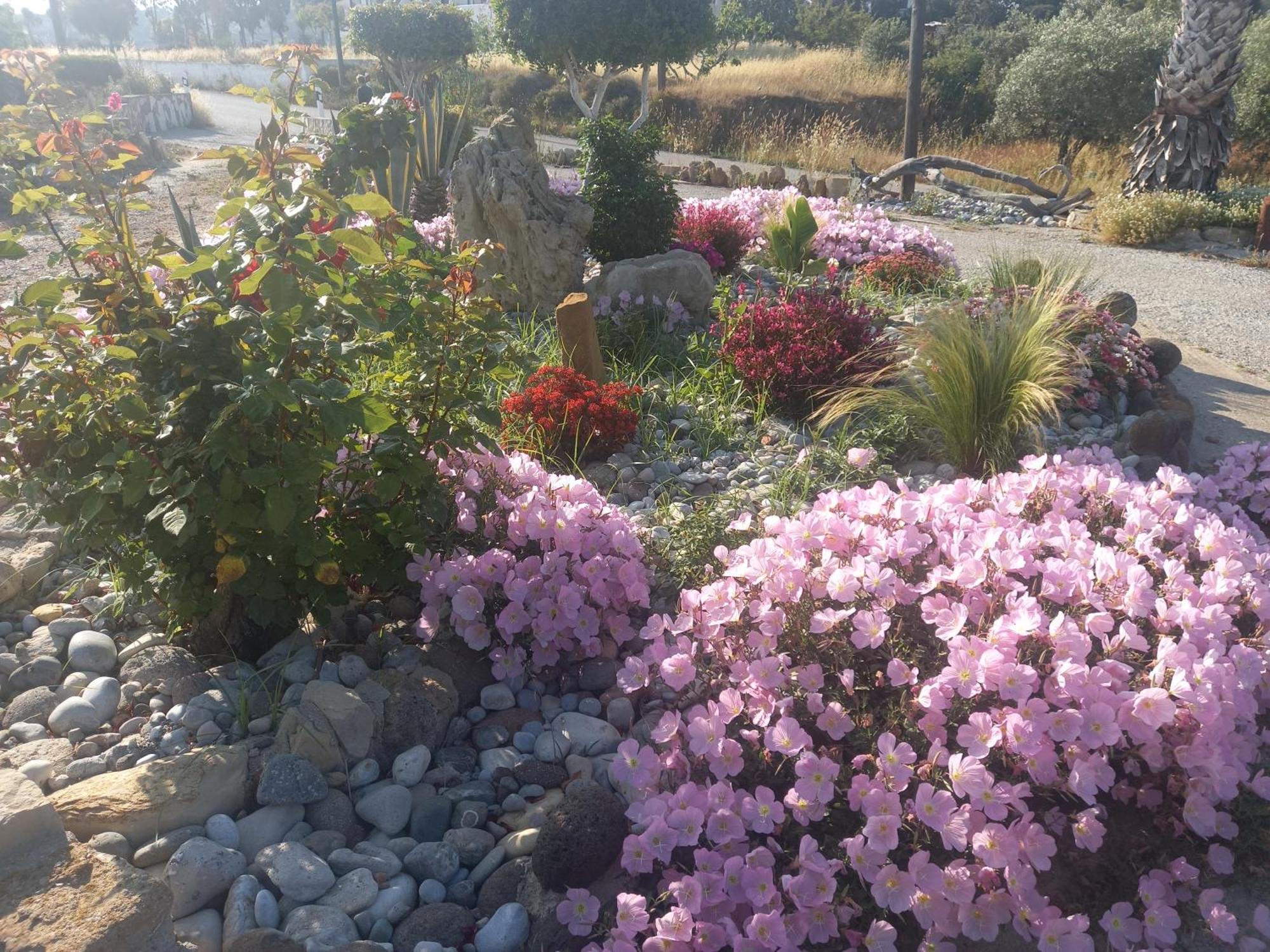 Antonis * Kos Town